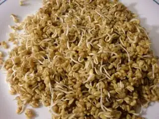 4.5 day sprouts