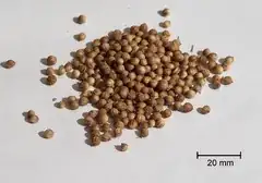 dried coriander fruit