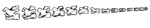 tail bone structure