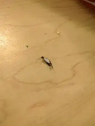 bug