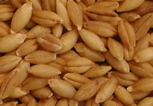 http://www.all-creatures.org/recipes/images/i-barley.jpg