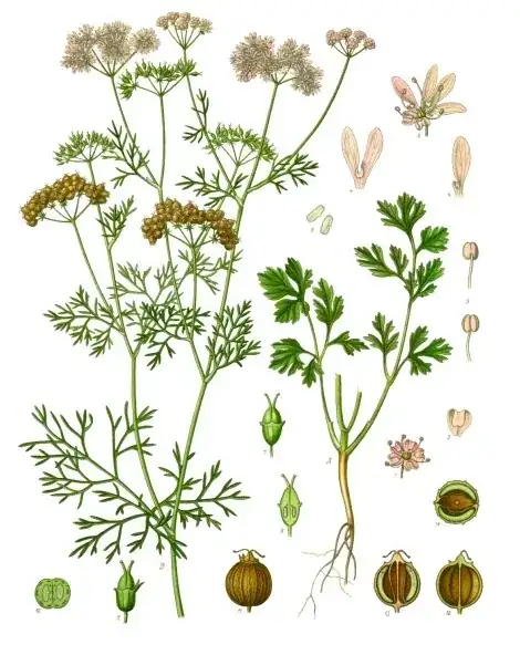 coriander illustration