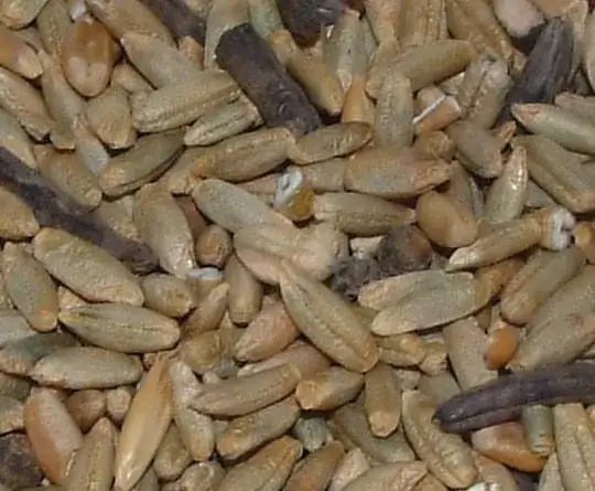 Ergot image