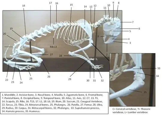 Rabbit Skeleton