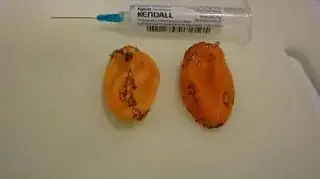 habanero1