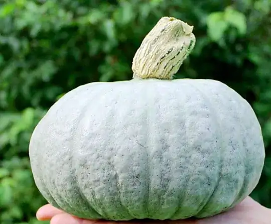 Sombra Pumpkin