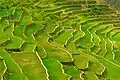 The Batad Rice Terraces' stairway to heaven