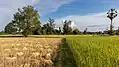 Path in the countryside with trees and paddy fields, of blond color with cut rice on the left and still green on the right