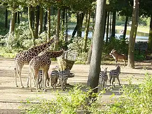 Burgers Zoo em Arnheim, NL, USA