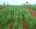 Rice growing on dry land
