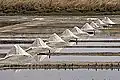 Marais salants sur l'Île de Ré