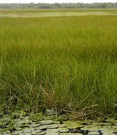 One example for Feature: Landcover