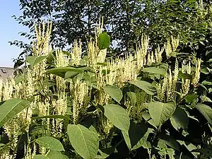 Japanese Knotweed (Fallopia japonica)