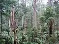 Eucalyptus forest