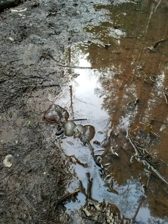 woods gloop