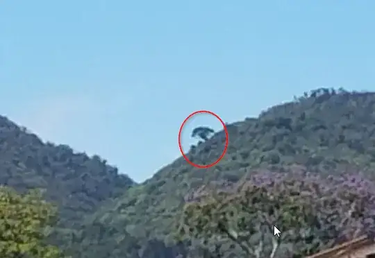 enormous tree circled in red
