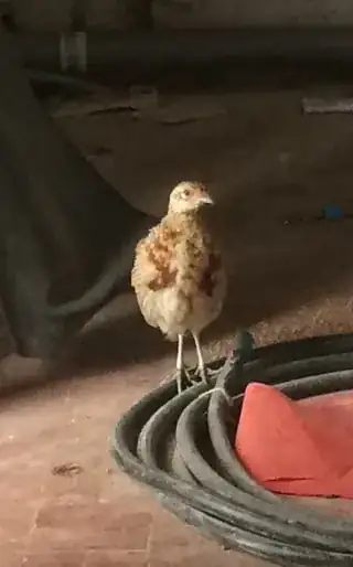 Mystery Bird