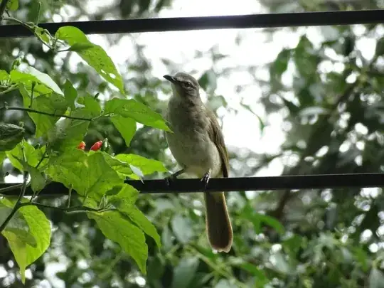 Eyeing the chilli?