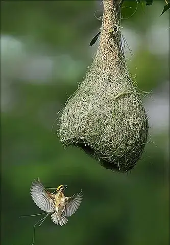 Nest of a Baya Weaver bird