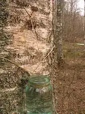 Extraction of birch sap