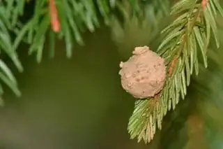 Nest