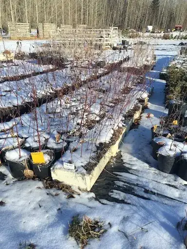 Dogwood of various sizes