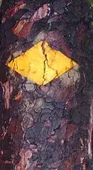 Rhombus on a tree