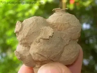 Nest-2