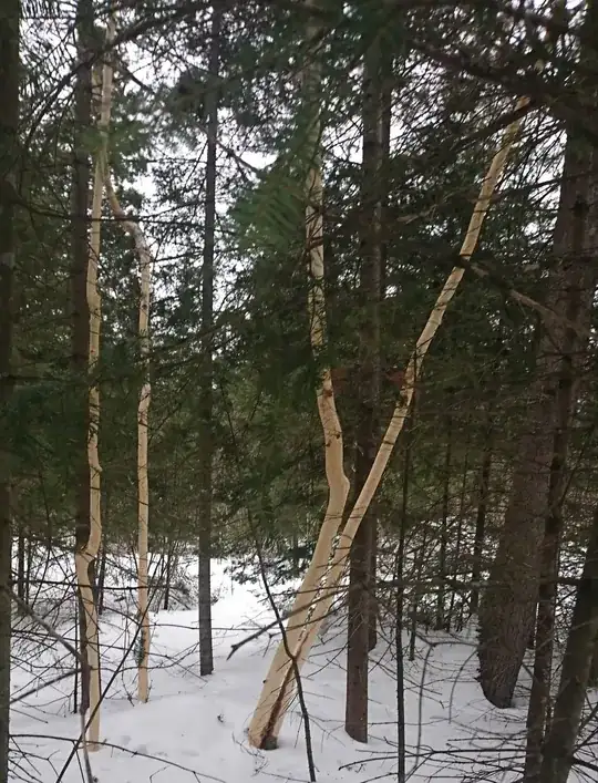 Birk trunks with completely stripped bark