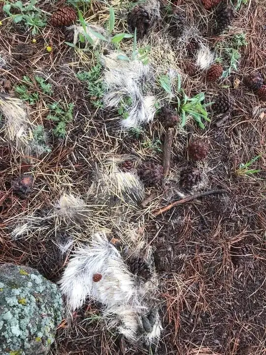 Porcupine quills and hair