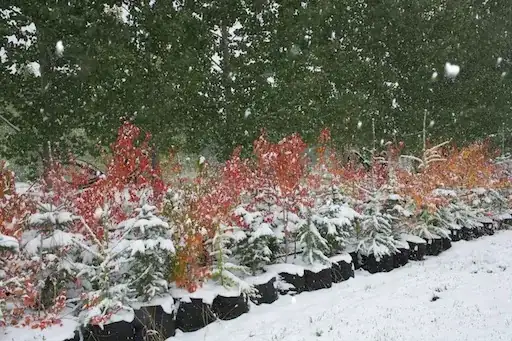 Amur maple, balsam fir, high bush cranberry