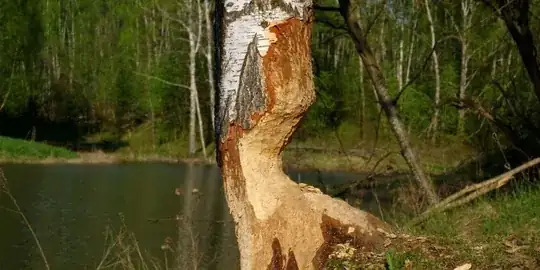 Tree With Beaver Damage