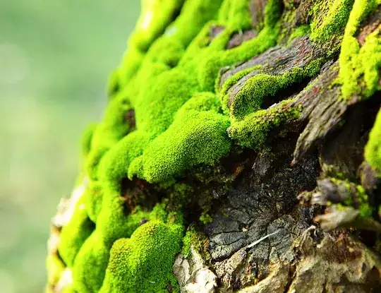Moss on Tree