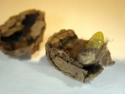 Larvae