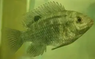 Tilapia 2