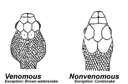 Image of snake head shape, with Brown Watersnakes as a triangular-headed nonvenomous exception, and the Coralsnake as a smooth-headed venomous exception