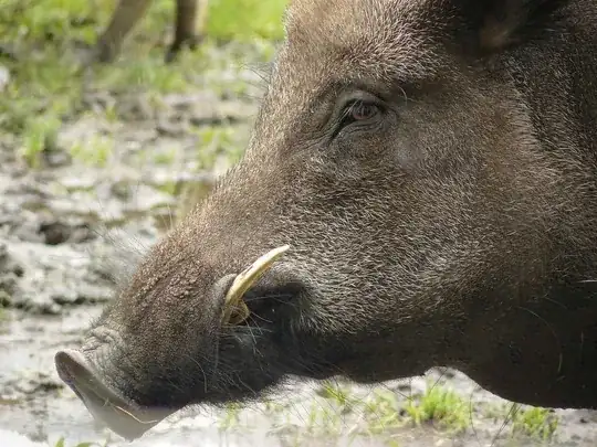 Sharp tusks