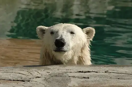 Polar bear