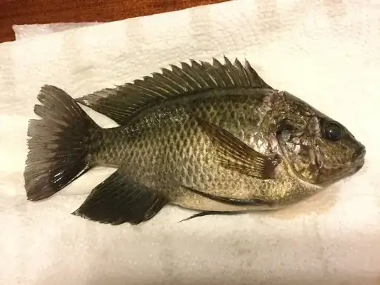 tropical fresh water fish