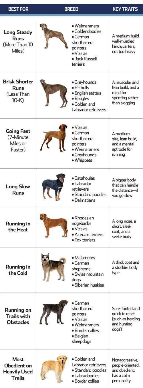 Top Running Dogs