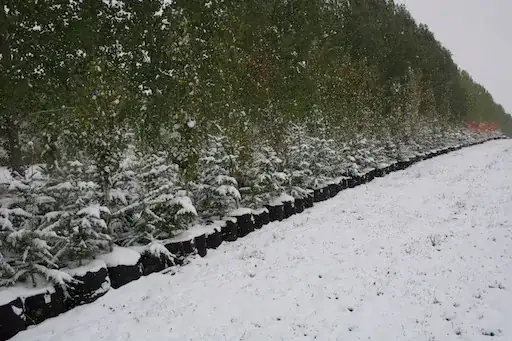 Block of 720 mixed spruce, pine, larch, fir, maple