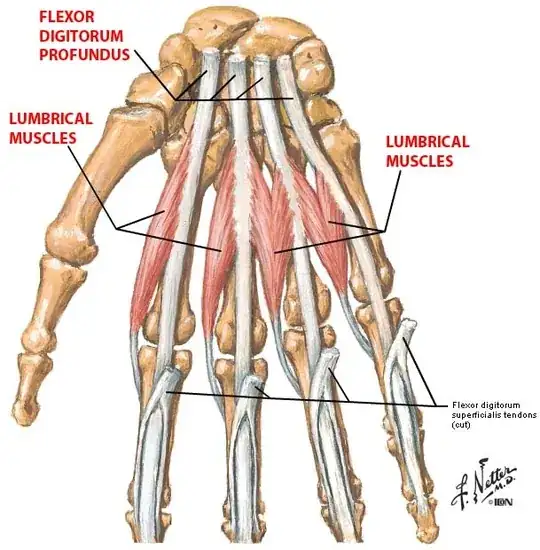 palmar lumbricals