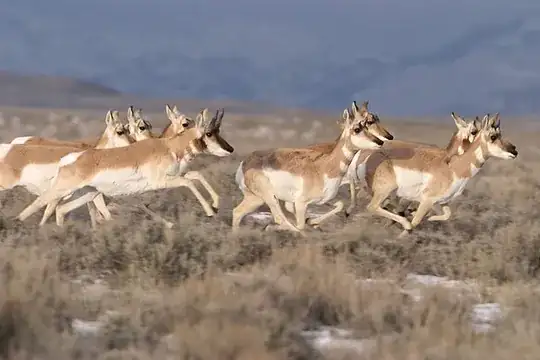 pronghorn antelopes
