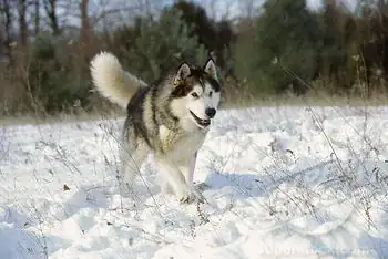 Malamute Running