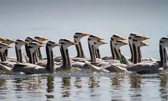 Group of swimming geese