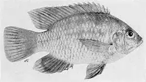 Tilapia 1