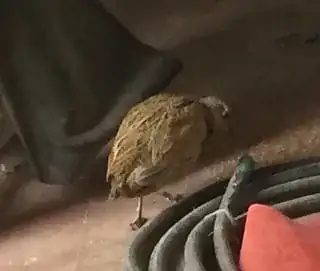 Mystery Bird