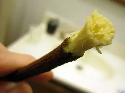 neem tree toothbrush