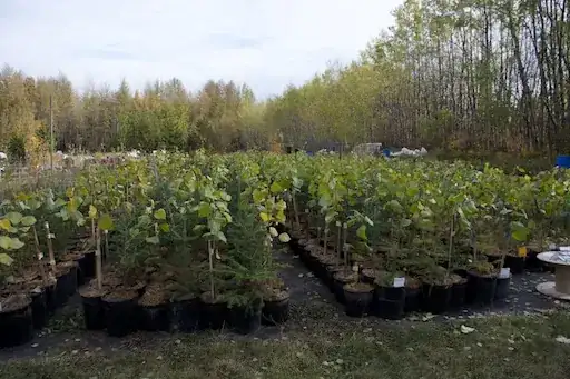 Northwest Poplar and either black spruce or balsam fir