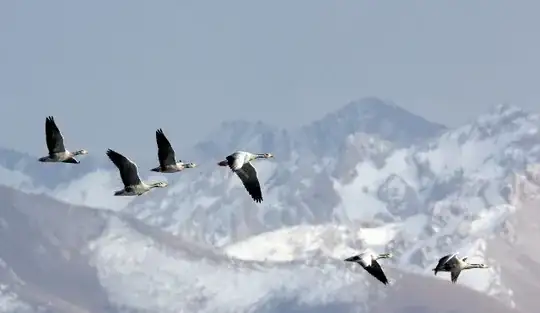 Birds in flight